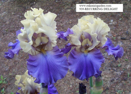 The flower Recurring Delight - Tall Bearded Iris (TB)