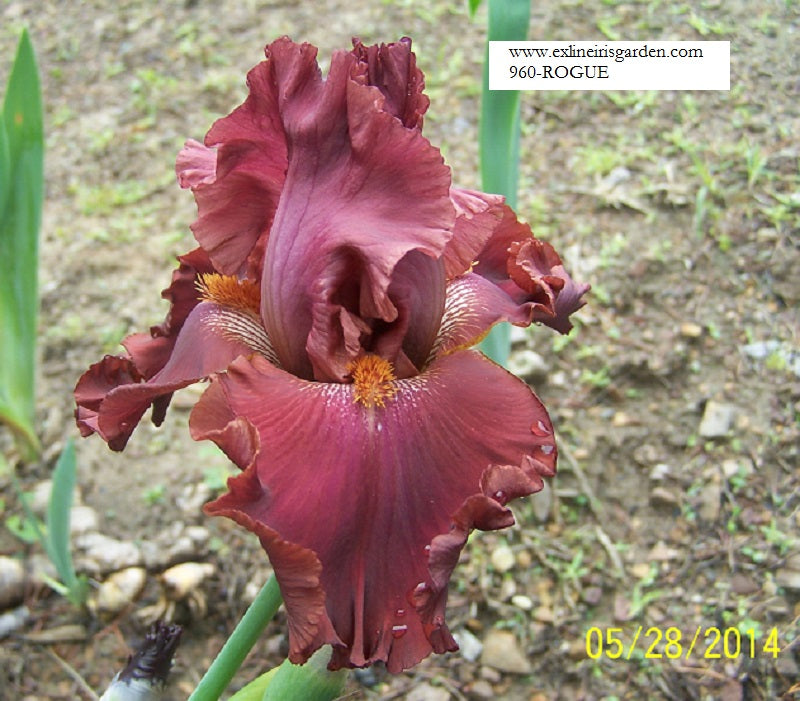 The flower Rogue - Tall Bearded Iris (TB)