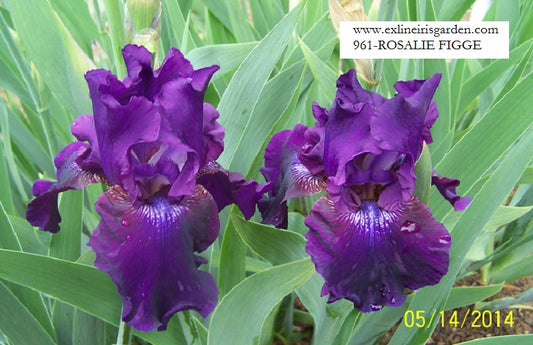 The flower Rosalie Figge - Tall Bearded Iris (TB)