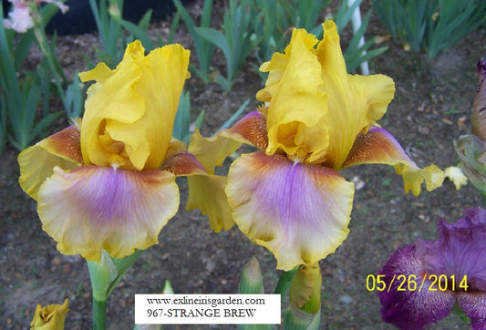 The flower Strange Brew - Tall Bearded Iris (TB)