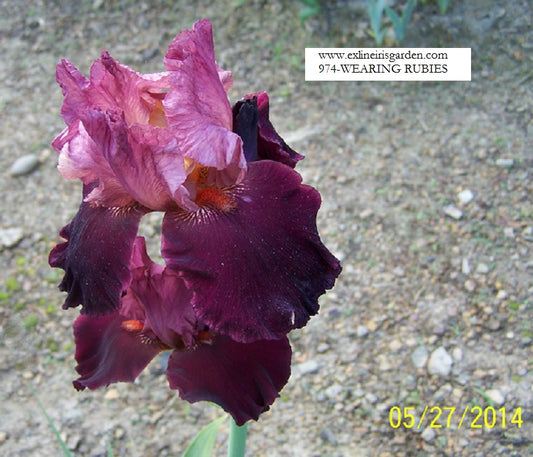 The flower Wearing Rubies - Tall Bearded Iris (TB)