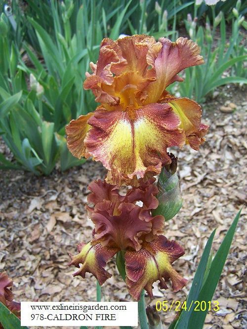 The flower Caldron Fire - Tall Bearded Iris (TB)