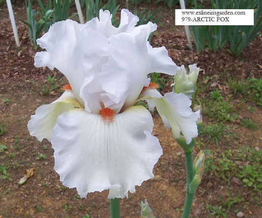 The flower Arctic Fox - Tall Bearded Iris (TB)