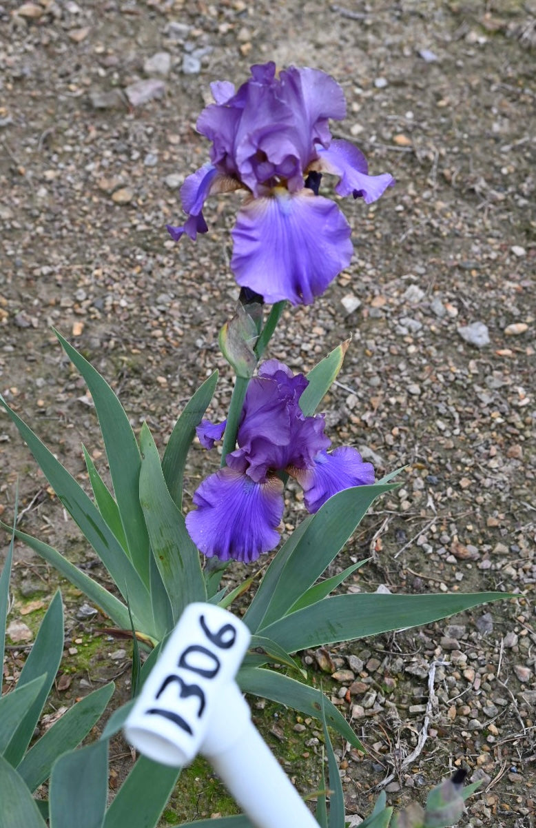 Blue Ridge Echoes - Tall Bearded Iris (TB) – Exline Iris Garden