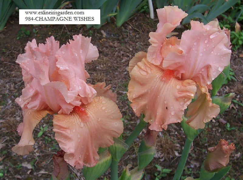 The flower Champagne Wishes - Tall Bearded Iris (TB)