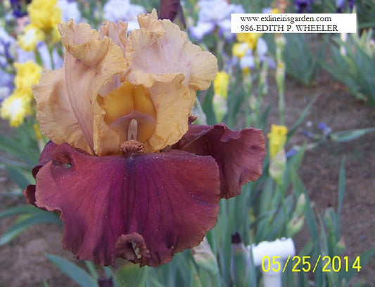 The flower Edith P. Wheeler - Tall Bearded Iris (TB)