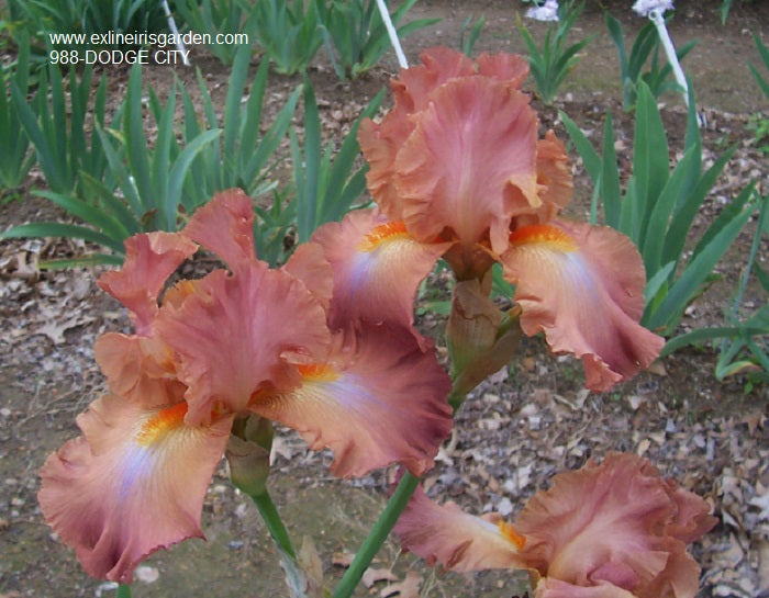 The flower Dodge City - Tall Bearded Iris (TB)