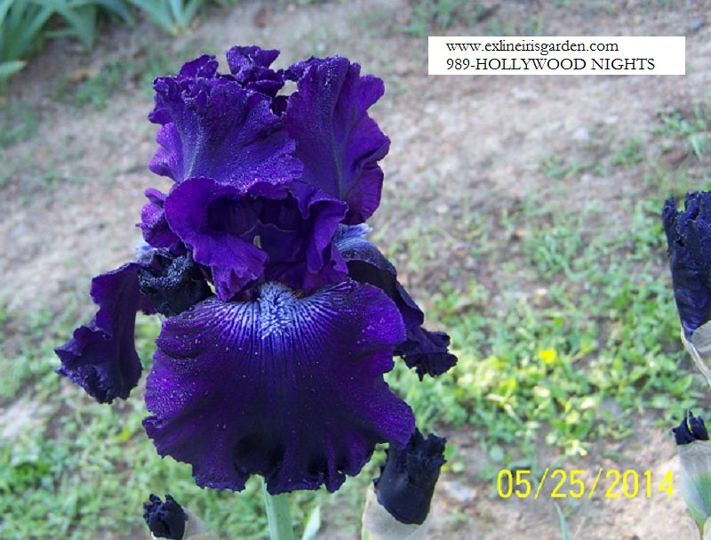 The flower Hollywood Nights - Tall Bearded Iris (TB)