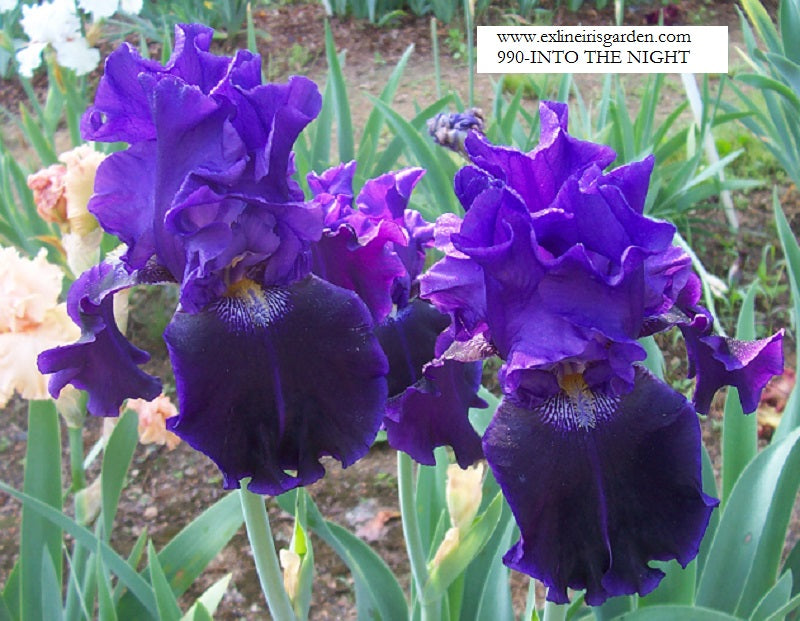 The flower Into The Night - Tall Bearded Iris (TB)