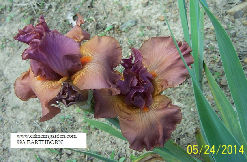 The flower Earthborn - Tall Bearded Iris (TB)