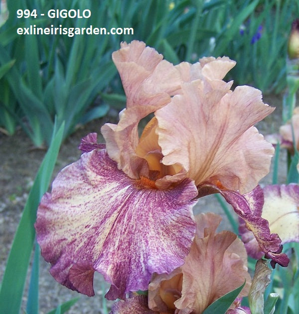 The flower Gigolo - Tall Bearded Iris (TB)