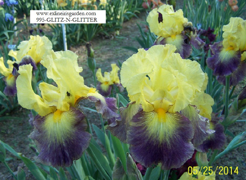 The flower Glitz 'N Glitter - Tall Bearded Iris (TB)