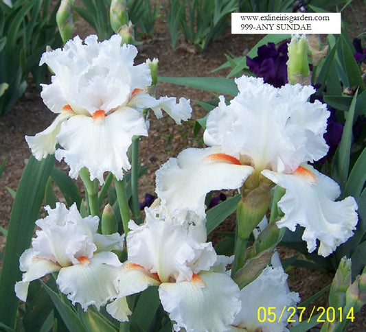 The flower Any Sundae - Tall Bearded Iris (TB)