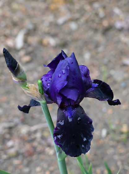 Deep Black