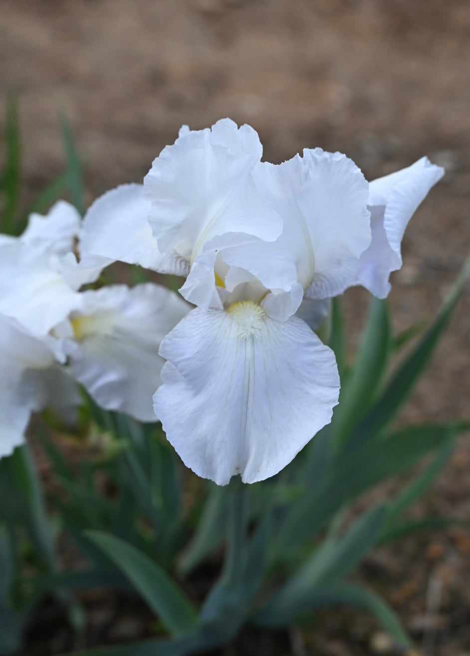 Unidentified White TB #3
