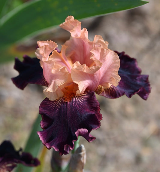 Unidentified Pink Bitone TB