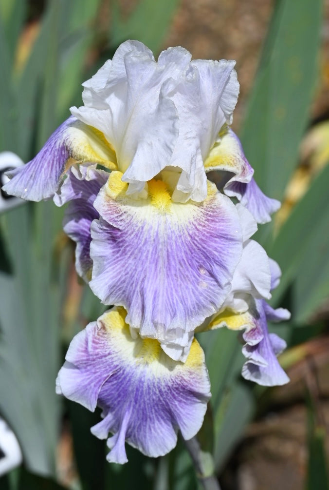 Invitation Only - Tall Bearded Iris (TB) – Exline Iris Garden Invitation Only - Tall Bearded Iris (TB) – Exline Iris Garden