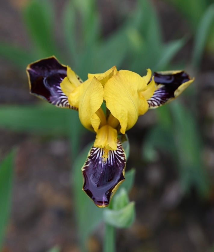 Bumblebee Deelite