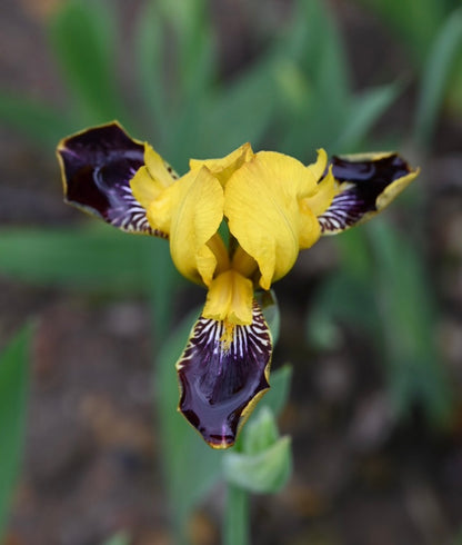 Bumblebee Deelite