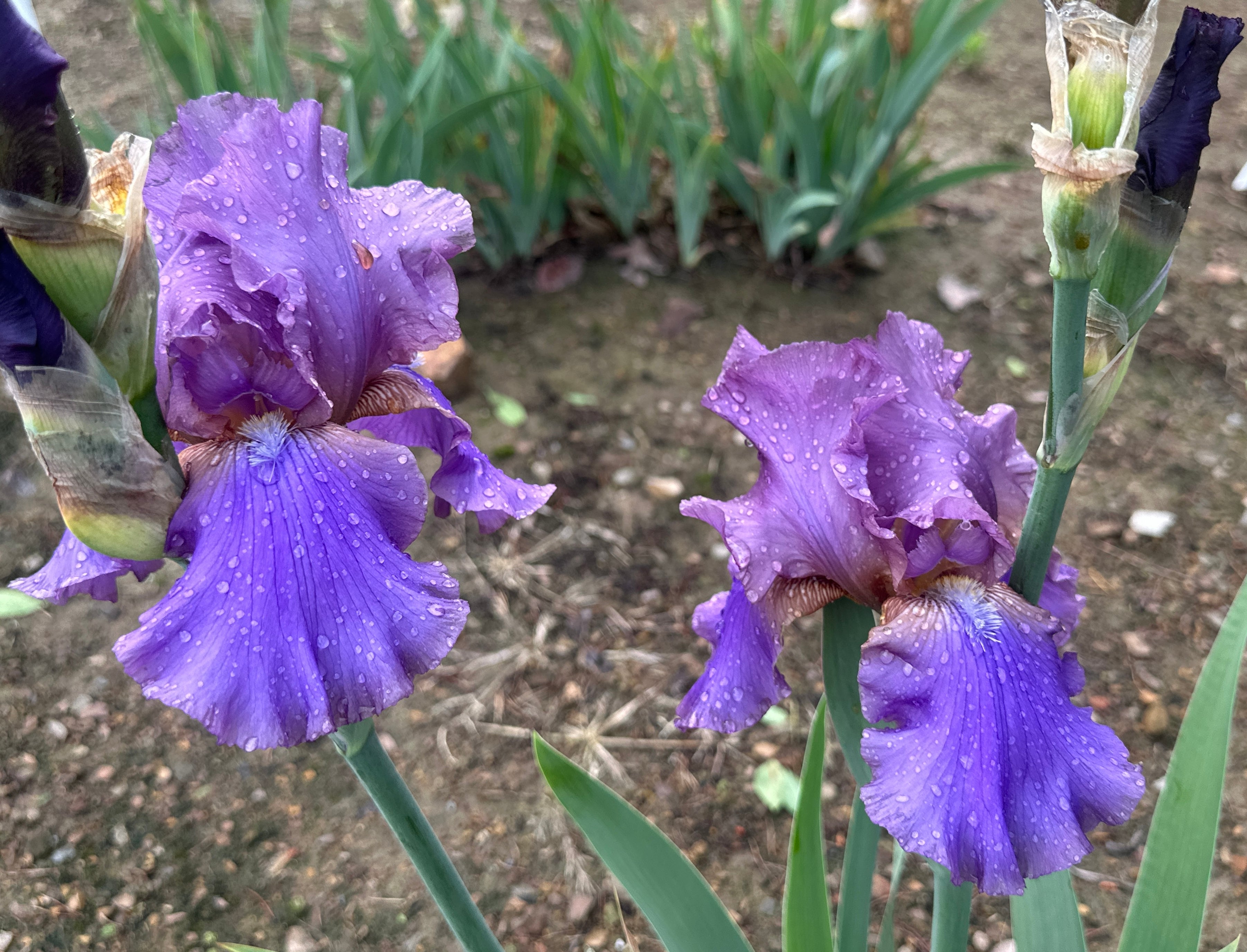 Blue Ridge Echoes - Tall Bearded Iris (TB) – Exline Iris Garden