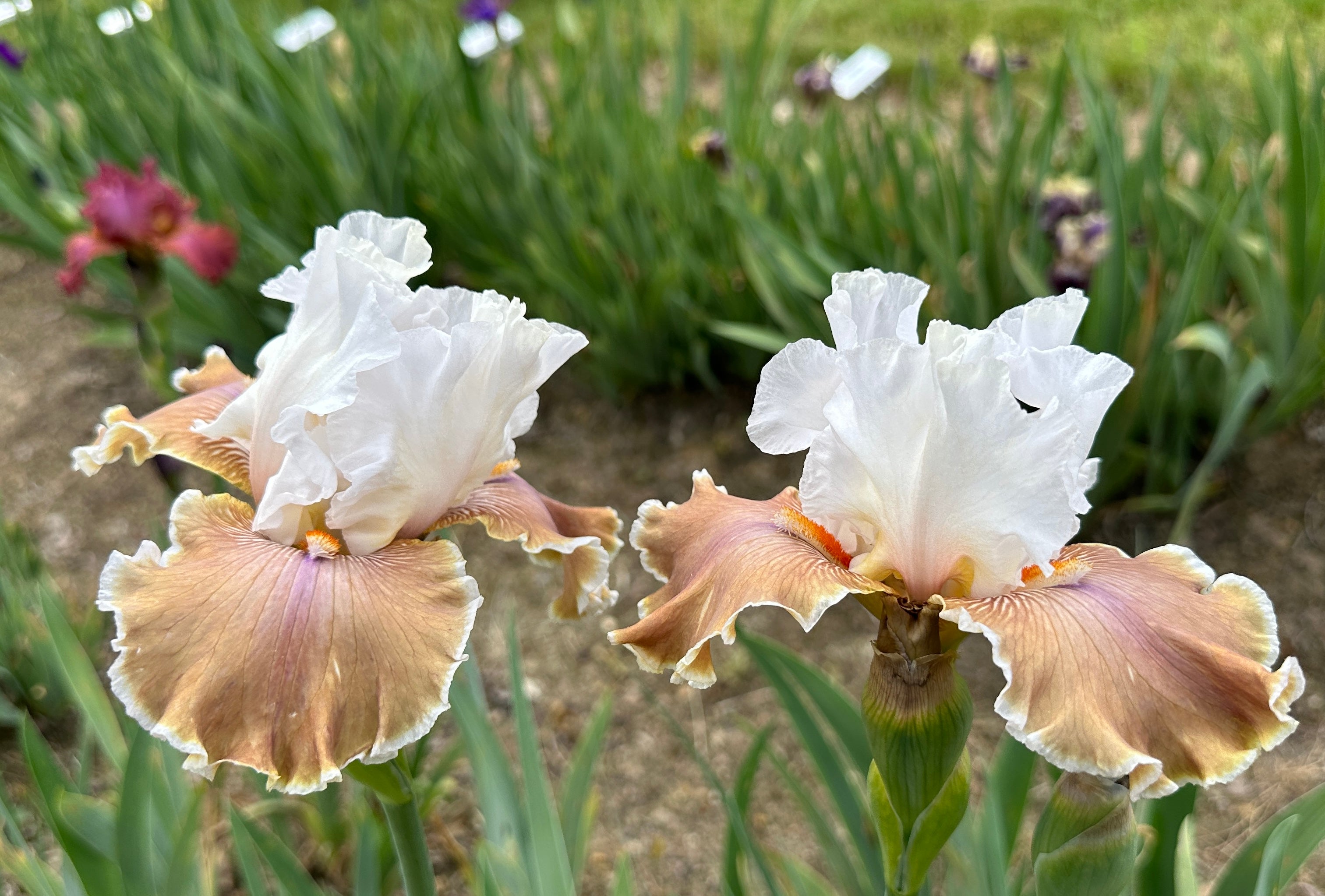 Coffee Whispers - Tall Bearded Iris (TB) – Exline Iris Garden