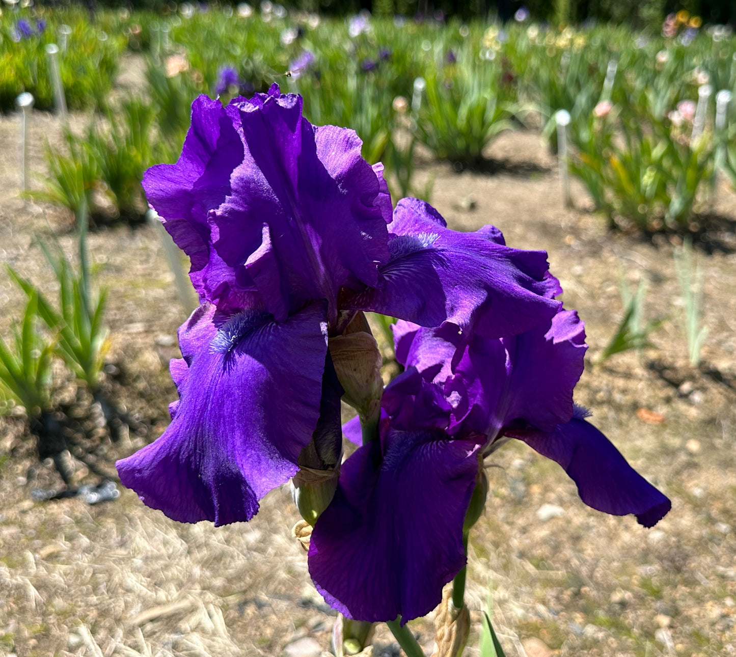 Prince Indigo
