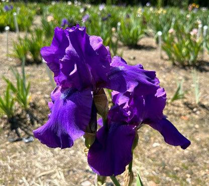 Prince Indigo