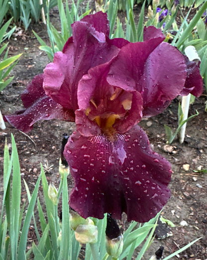 Royal Trumpeter