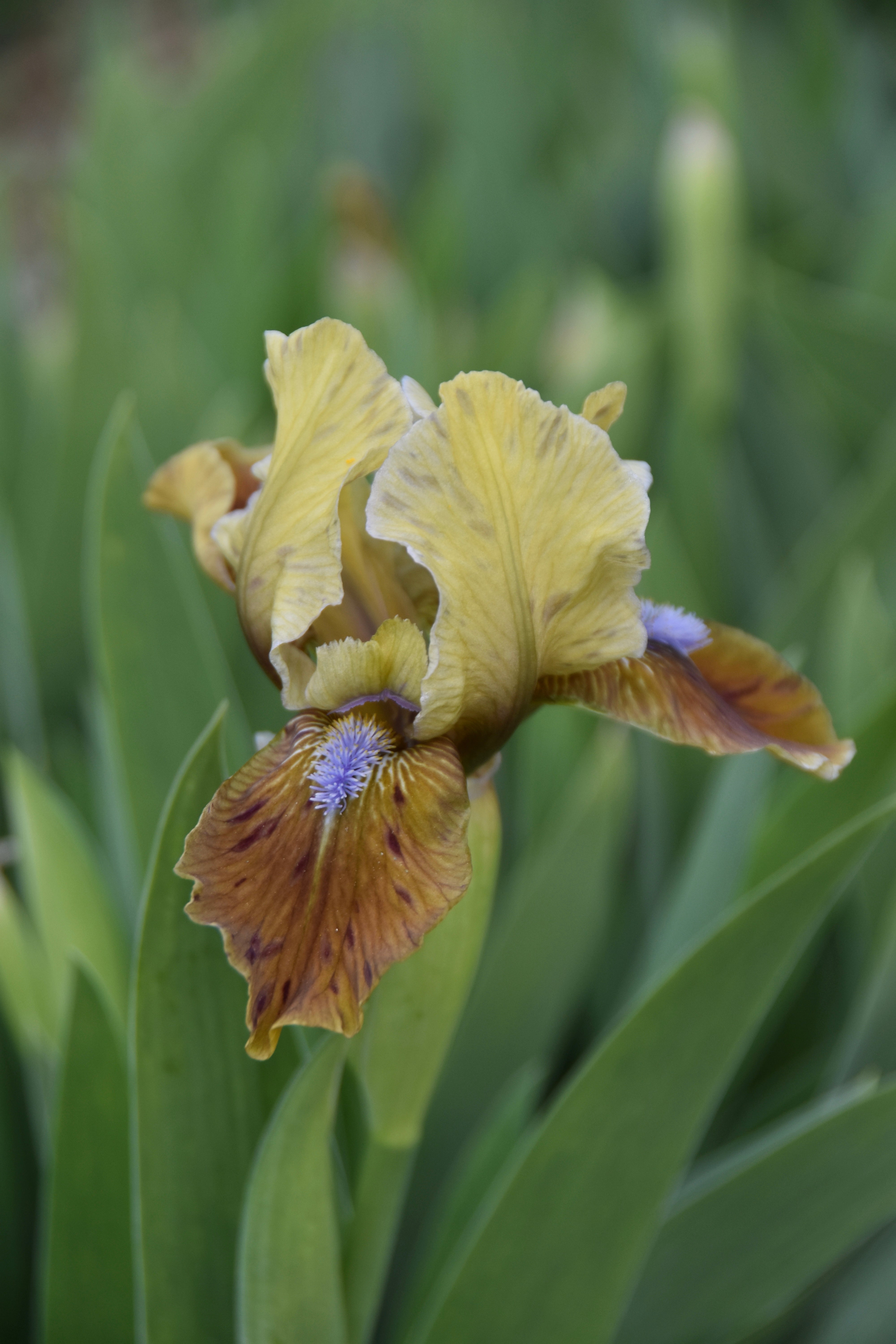 Indian Pow Wow - Standard Dwarf Bearded Iris (SDB) – Exline Iris