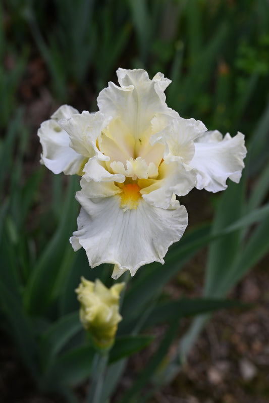 The flower Princess Bride - Border Bearded Iris (BB)