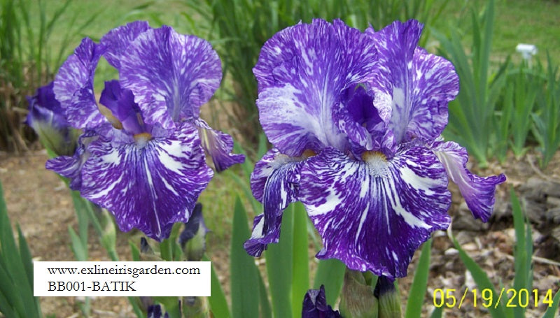 The flower Batik - Border Bearded Iris (BB)