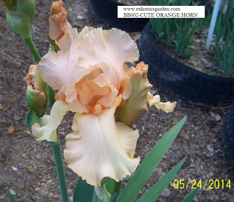 The flower Cute Orange Horn - Border Bearded Iris (BB)