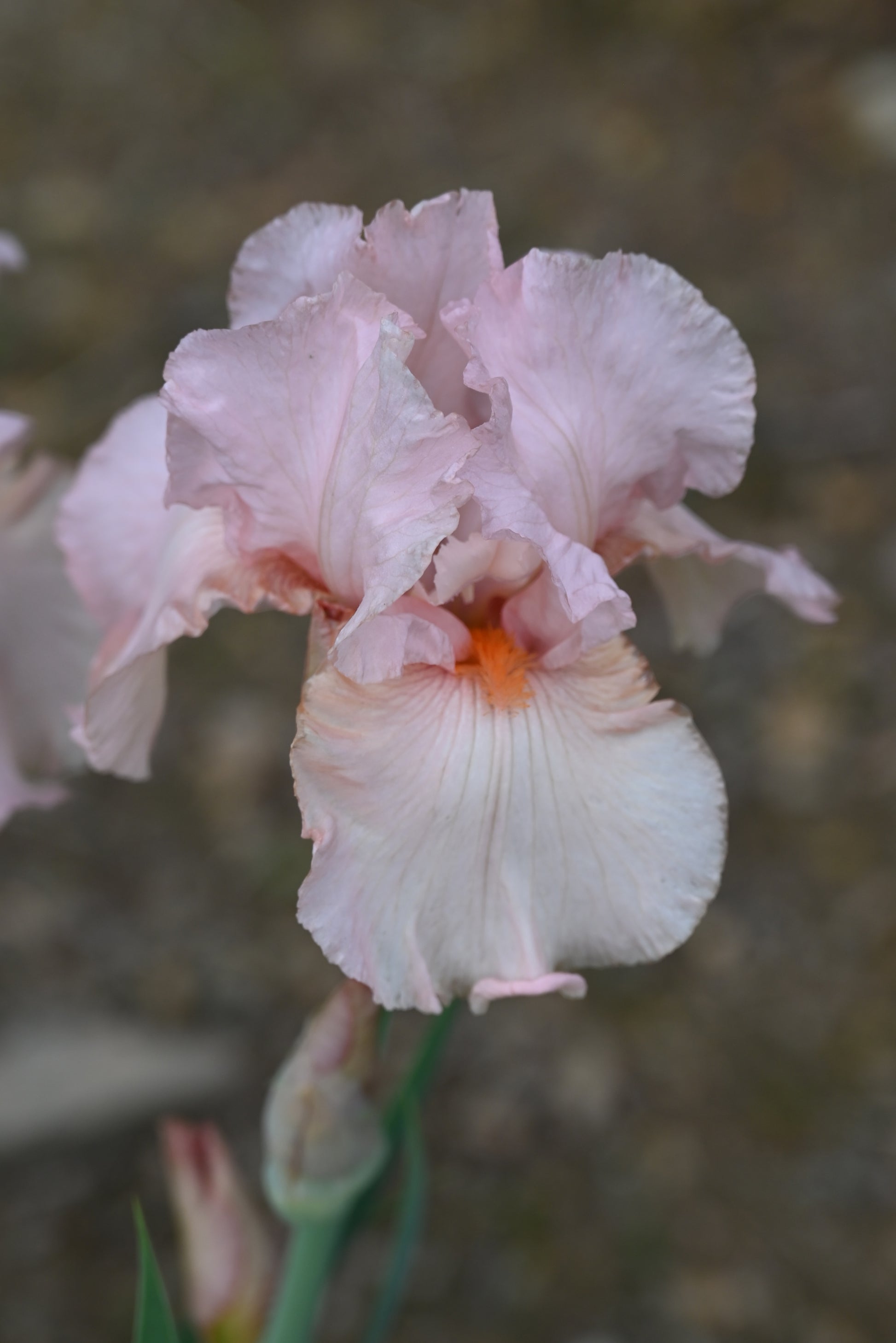 The flower Lenora Pearl - Border Bearded Iris (BB)