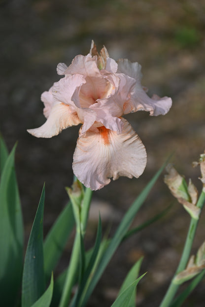 The flower Lenora Pearl - Border Bearded Iris (BB)