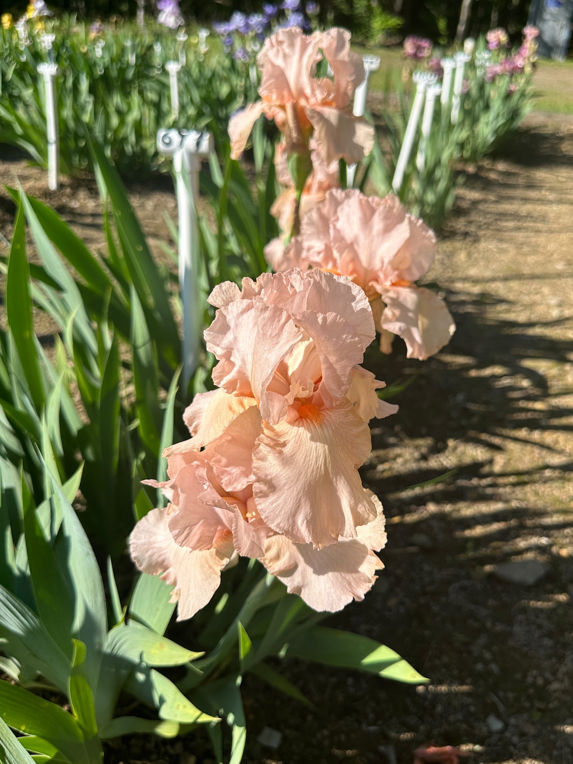 The flower Lenora Pearl - Border Bearded Iris (BB)