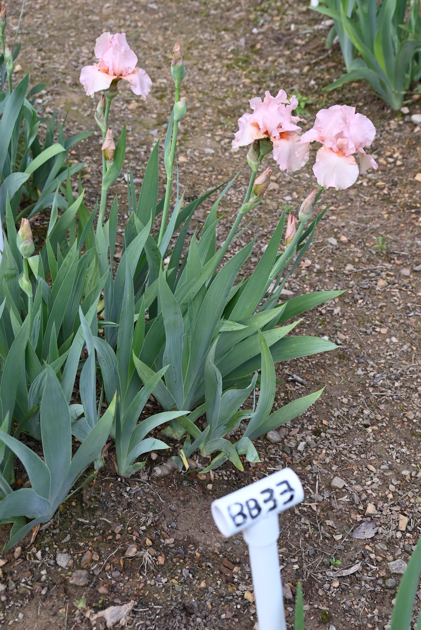 The flower Lenora Pearl - Border Bearded Iris (BB)