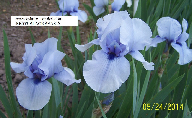 The flower Blackbeard - Border Bearded Iris (BB)