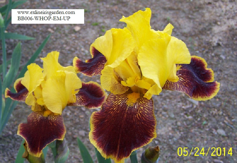 The flower Whoop 'Em Up - Border Bearded Iris (BB)