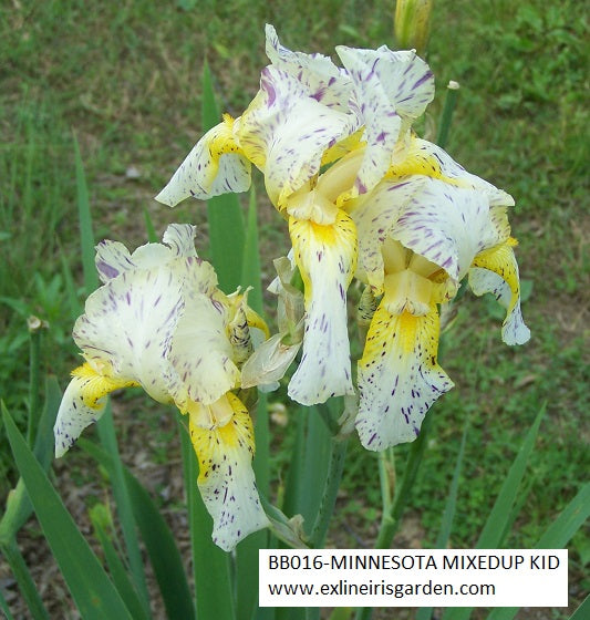 The flower Minnesota Mixed-Up Kid - Border Bearded Iris (BB)