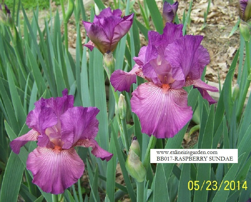 The flower Raspberry Sundae - Border Bearded Iris (BB)