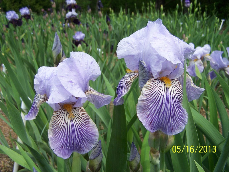 The flower Butterfly Baby - Border Bearded Iris (BB)