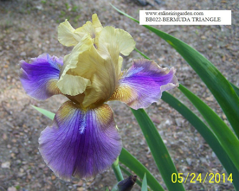 The flower Bermuda Triangle - Border Bearded Iris (BB)