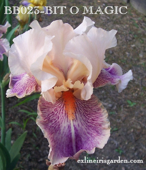 The flower Bit O' Magic - Border Bearded Iris (BB)