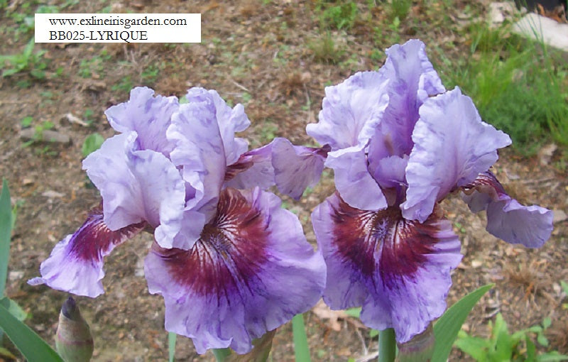 The flower Lyrique - Border Bearded Iris (BB)