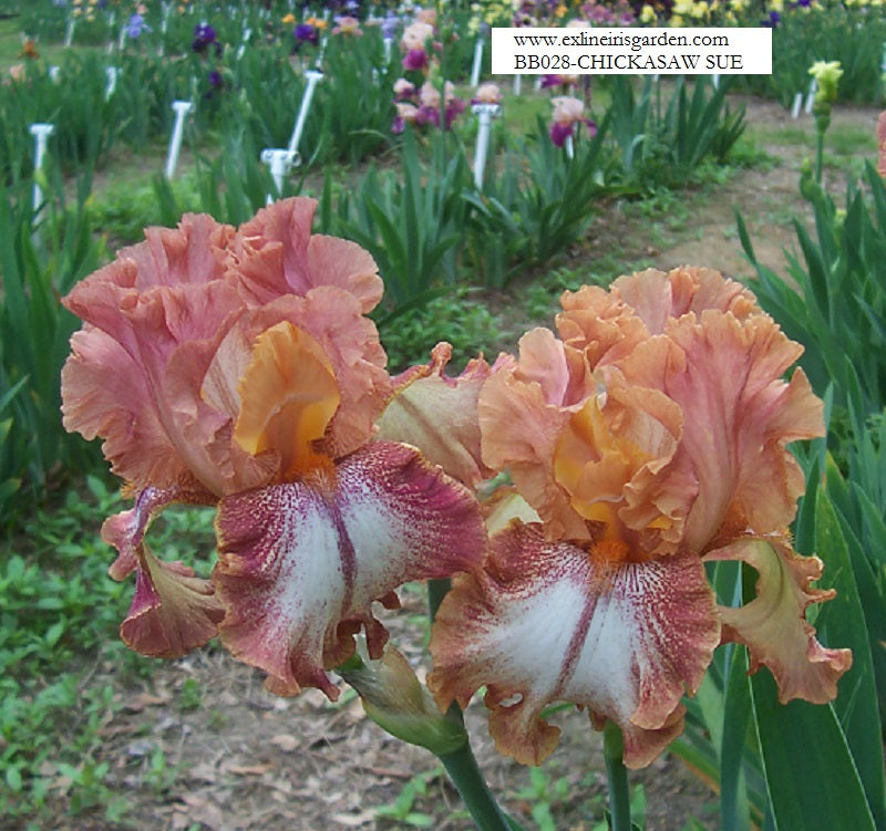 The flower Chickasaw Sue - Border Bearded Iris (BB)