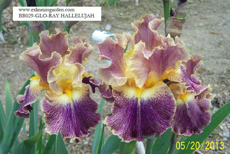 The flower Glo-Ray Hallelujah - Border Bearded Iris (BB)