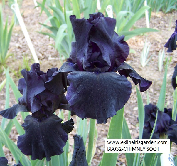 The flower Chimney Soot - Border Bearded Iris (BB)