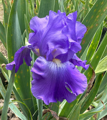 Unidentified Purple TB #1