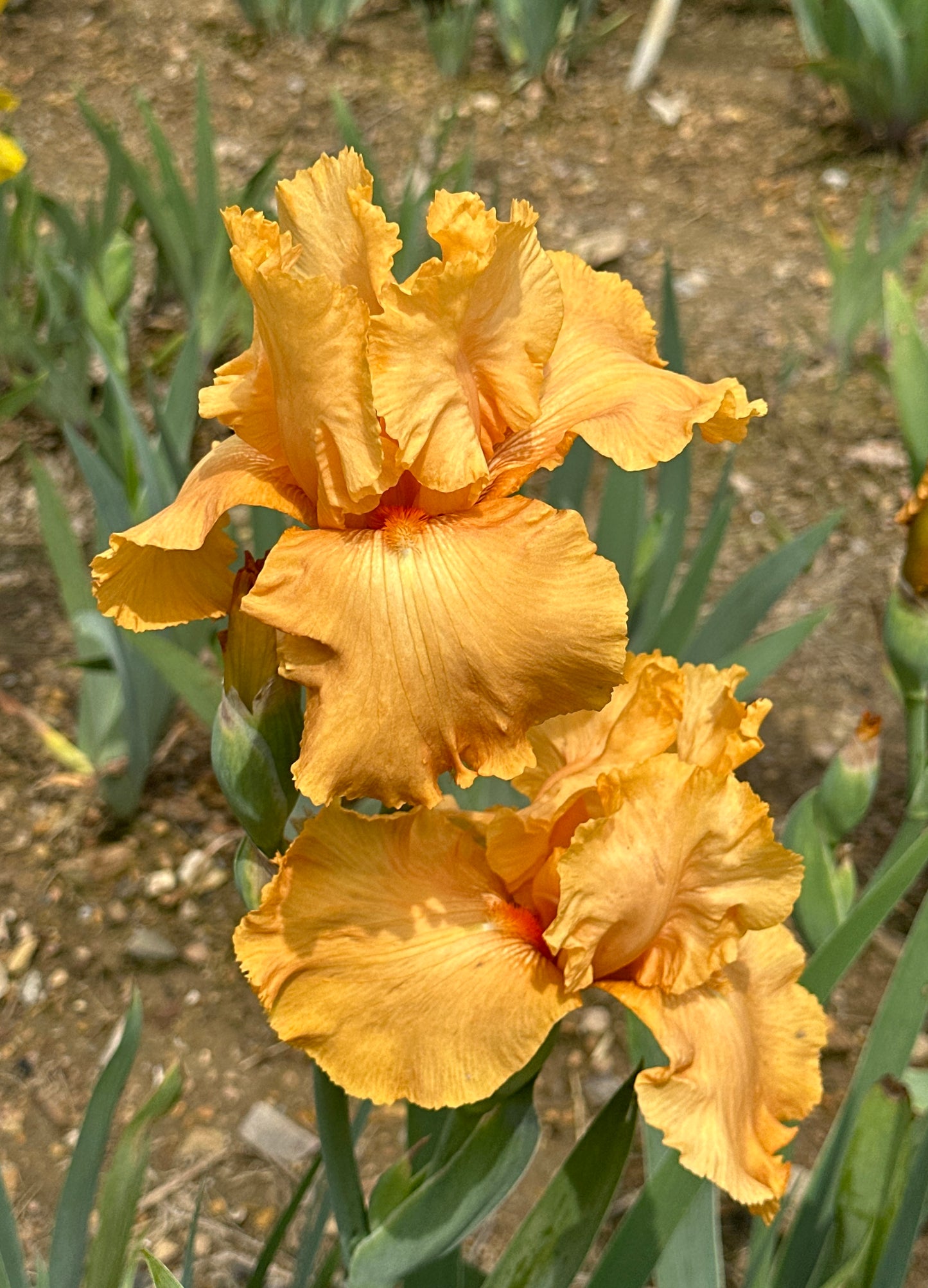 Thai Orange