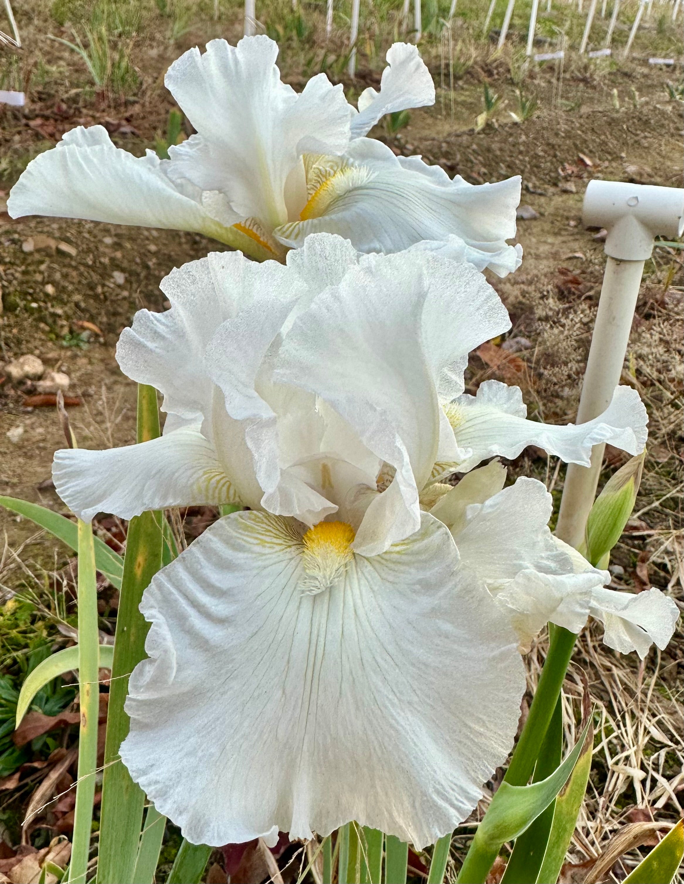 Irises- Z – Exline Iris Garden